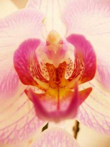 sabine lamarche -newsletter- orchidee rose