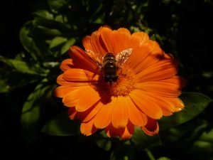 sabine lamarche - newsletter- calendula et abeille