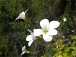 fleur-blanche-nl-avril13