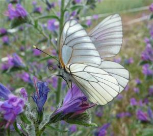 sabine lamarche - newsletter- papillon blanc sur fleur violette