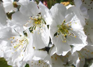 sabine lamarche - channeling - fleurs cerisier