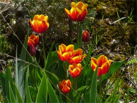 sabine lamarche - newsletter- tulipes