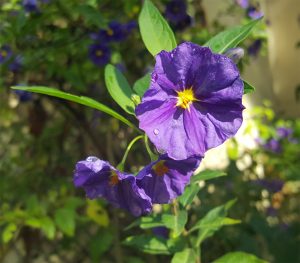 sabinelamarche-newsletteroct16-fleur-violette